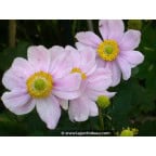 ANEMONE hybrida 'Königin Charlotte' ANEMONE hybrida 'Königin Charlotte'