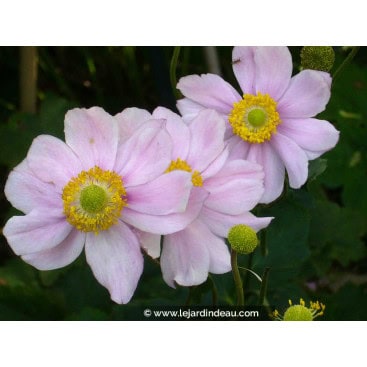 ANEMONE hybrida \'Königin Charlotte\' - Anémone du Japon \'Königin Charlotte\'