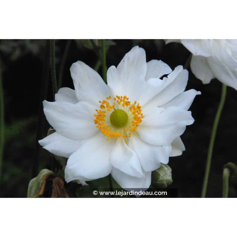 ANEMONE hybrida 'Whirlwind' ANEMONE hybrida 'Whirlwind'