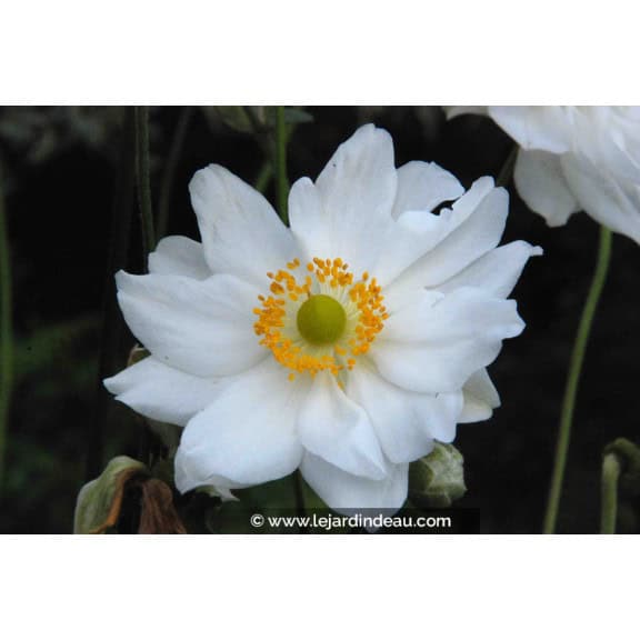 ANEMONE hybrida 'Whirlwind'