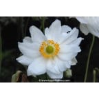 ANEMONE hybrida 'Whirlwind' ANEMONE hybrida 'Whirlwind'