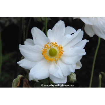 ANEMONE hybrida \'Whirlwind\' - Anémone du japon \'Whirlwind\'
