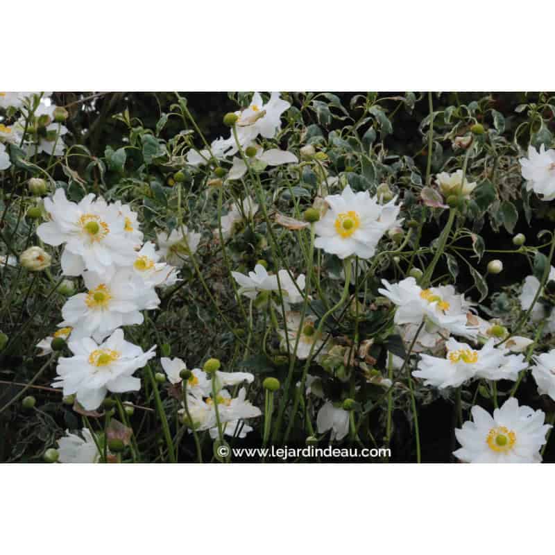 ANEMONE hybrida 'Whirlwind' ANEMONE hybrida 'Whirlwind'