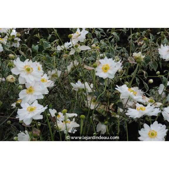 ANEMONE hybrida 'Whirlwind'