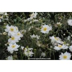 ANEMONE hybrida 'Whirlwind' ANEMONE hybrida 'Whirlwind'