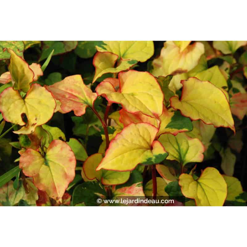 HOUTTUYNIA cordata 'Joker's Gold' HOUTTUYNIA cordata 'Joker's Gold'