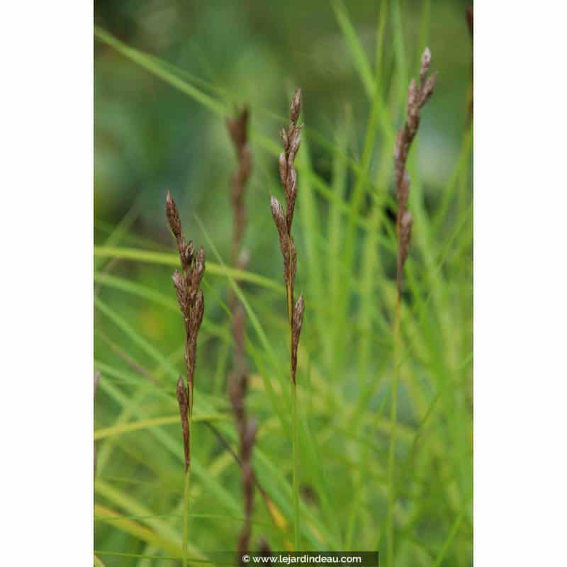 CAREX muskingumensis CAREX muskingumensis