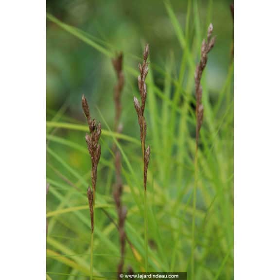 CAREX muskingumensis