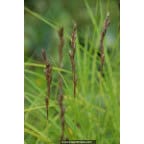 CAREX muskingumensis CAREX muskingumensis