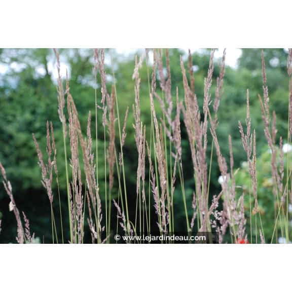 CALAMAGROSTIS x acutiflora 'Karl Foerster'
