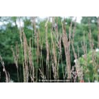 CALAMAGROSTIS x acutiflora 'Karl Foerster' CALAMAGROSTIS x acutiflora 'Karl Foerster'