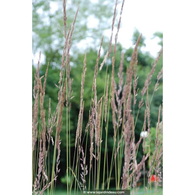 CALAMAGROSTIS x acutiflora 'Karl Foerster' CALAMAGROSTIS x acutiflora 'Karl Foerster'