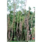 CALAMAGROSTIS x acutiflora 'Karl Foerster' CALAMAGROSTIS x acutiflora 'Karl Foerster'