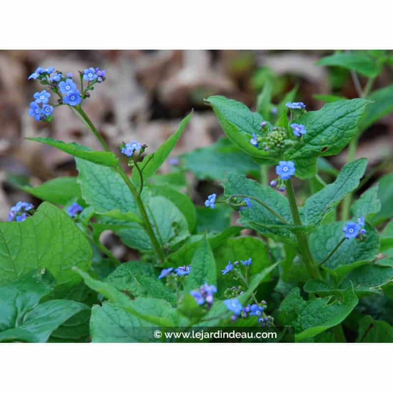 BRUNNERA macrophylla BRUNNERA macrophylla