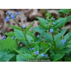 BRUNNERA macrophylla BRUNNERA macrophylla