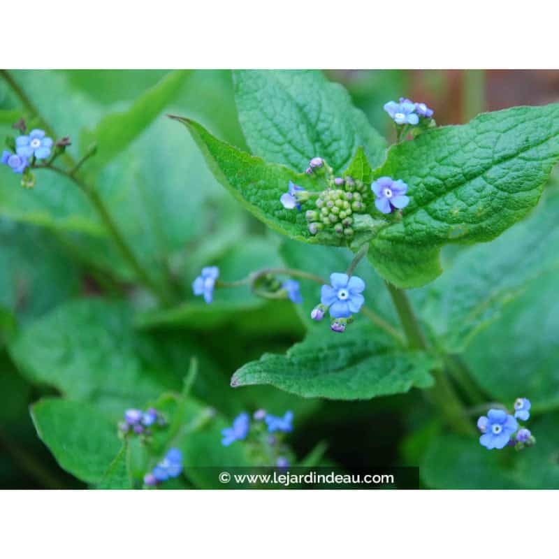 BRUNNERA macrophylla BRUNNERA macrophylla