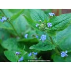 BRUNNERA macrophylla BRUNNERA macrophylla