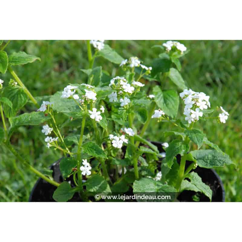 Brunnera macrophylla 'Betty Bowring' Brunnera macrophylla 'Betty Bowring'