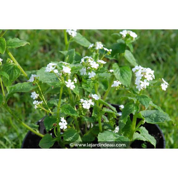 Brunnera macrophylla  'Betty Bowring'