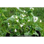Brunnera macrophylla 'Betty Bowring' Brunnera macrophylla 'Betty Bowring'