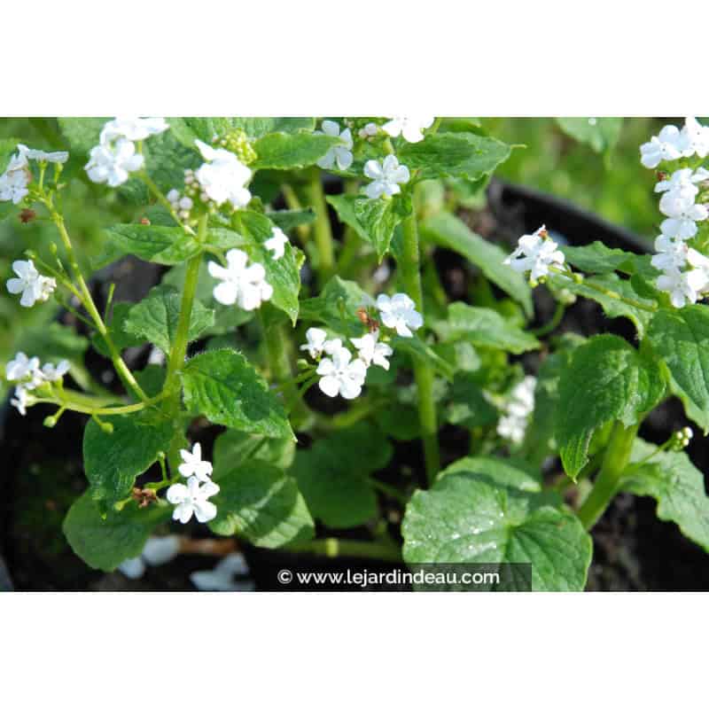 Brunnera macrophylla 'Betty Bowring' Brunnera macrophylla 'Betty Bowring'