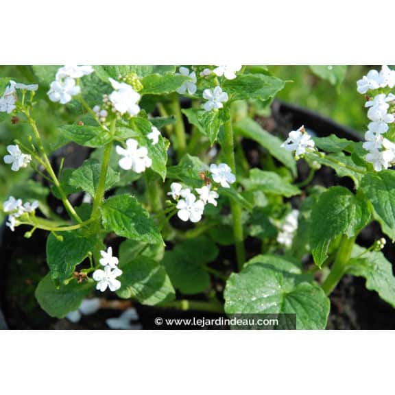 Brunnera macrophylla  'Betty Bowring'
