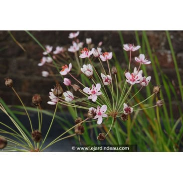 BUTOMUS umbellatus - Jonc fleuri
