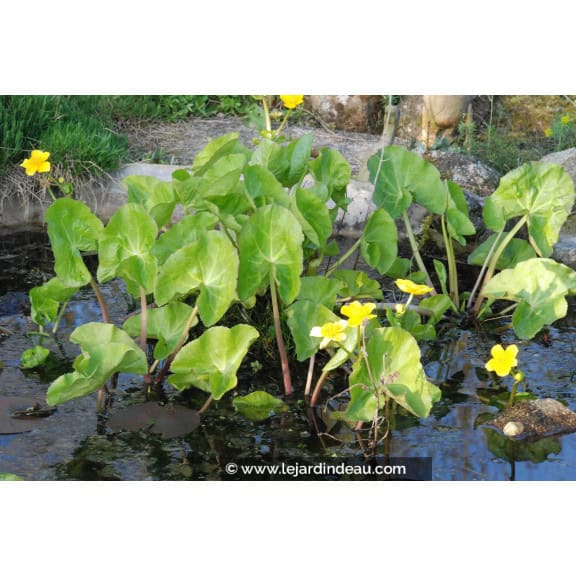 CALTHA polypetala