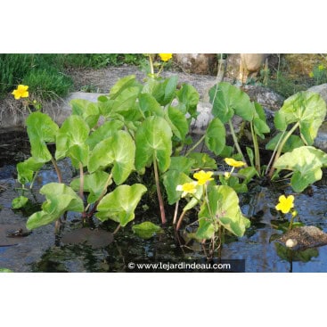 CALTHA polypetala - Souci d\'eau /  Populage des marais