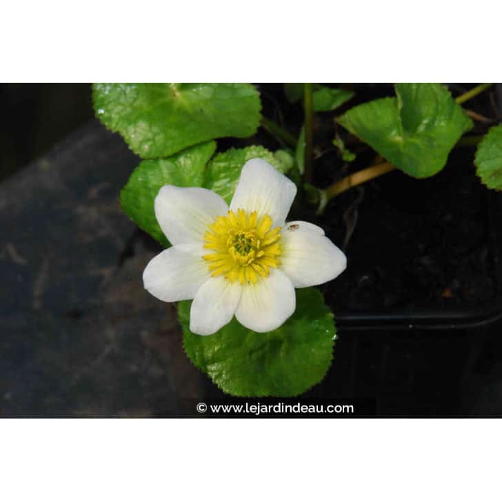 CALTHA palustris 'Alba'