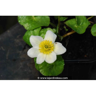 CALTHA palustris \'Alba\' - Souci d\'eau /  Populage des marais