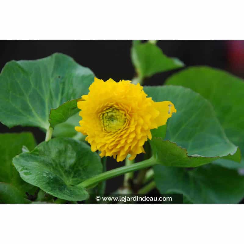 CALTHA palustris 'Multiplex' CALTHA palustris 'Multiplex'
