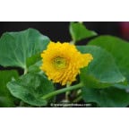 CALTHA palustris 'Multiplex' CALTHA palustris 'Multiplex'