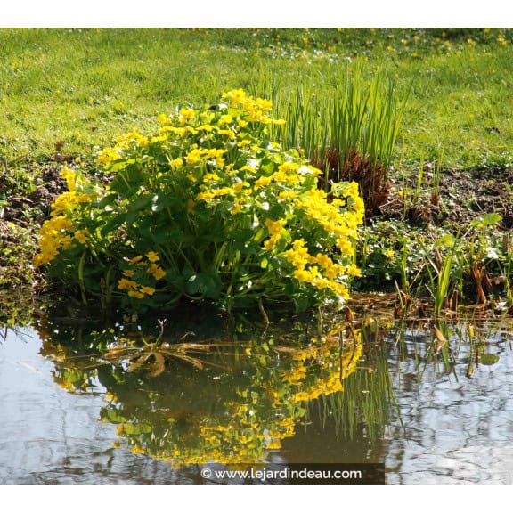 CALTHA palustris
