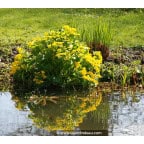 CALTHA palustris CALTHA palustris