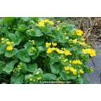 CALTHA palustris CALTHA palustris