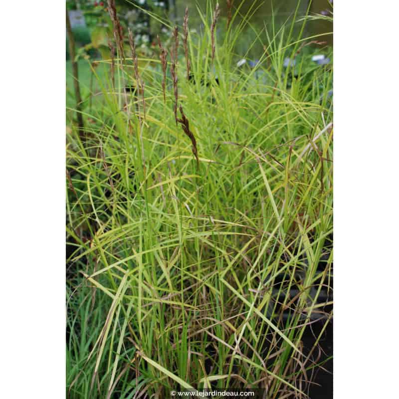 CAREX muskingumensis CAREX muskingumensis
