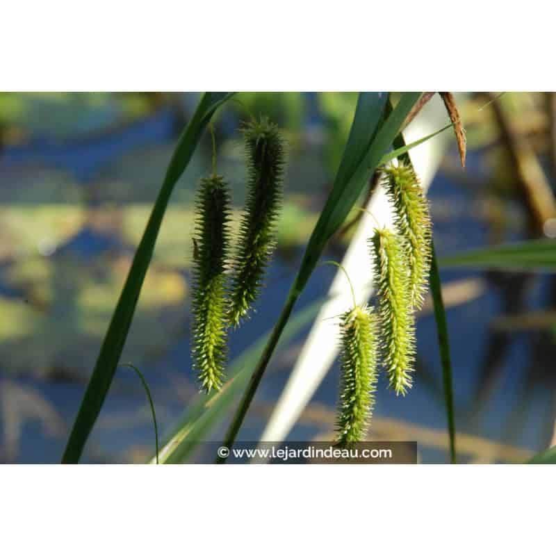 CAREX pseudocyperus CAREX pseudocyperus