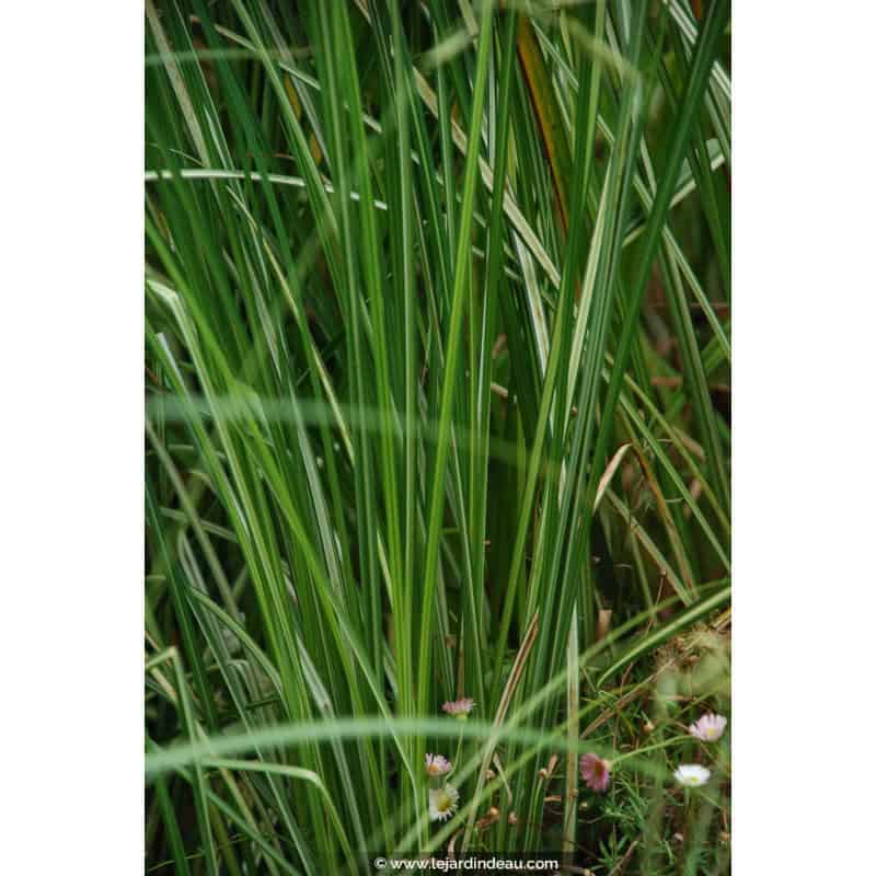 CAREX riparia 'Variegata' CAREX riparia 'Variegata'