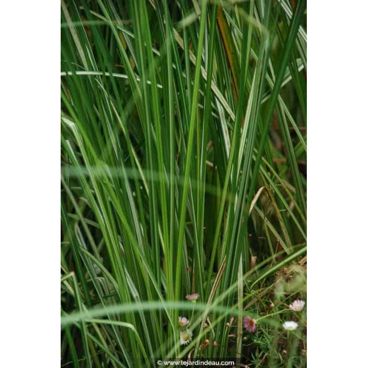 CAREX riparia 'Variegata'