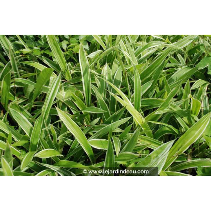 Carex siderosticha  'Variegata'