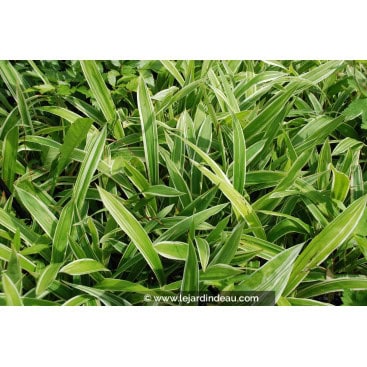 CAREX siderosticha \'Variegata\' - la&icirc;che