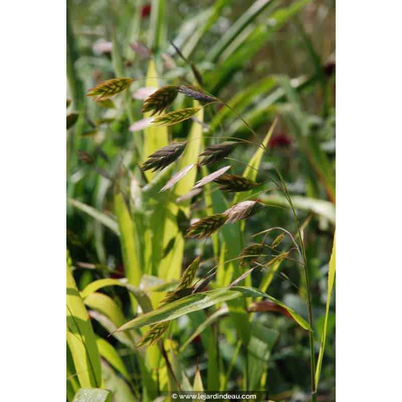 CHASMANTHIUM latifolium CHASMANTHIUM latifolium