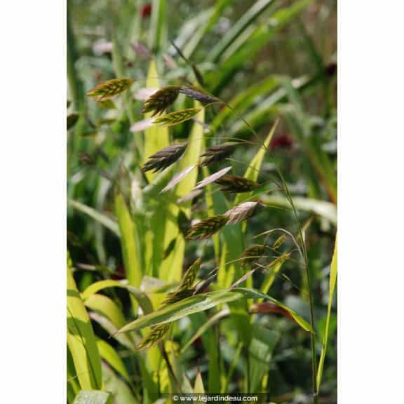 CHASMANTHIUM latifolium