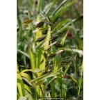 CHASMANTHIUM latifolium CHASMANTHIUM latifolium