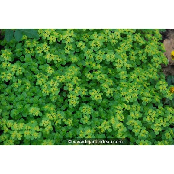 CHRYSOSPLENIUM oppositifolium