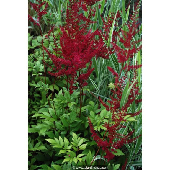ASTILBE x arendsii 'Gl&uuml;t'