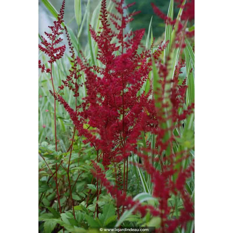 ASTILBE x arendsii 'Glüt' ASTILBE x arendsii 'Glüt'