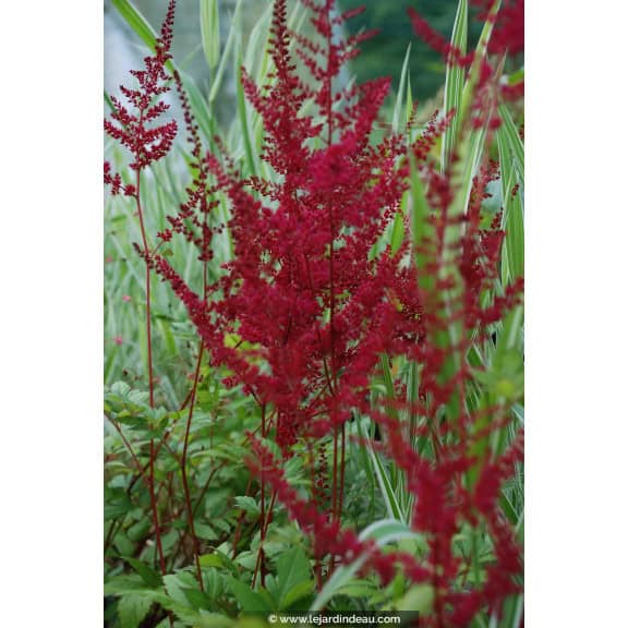 ASTILBE x arendsii 'Gl&uuml;t'