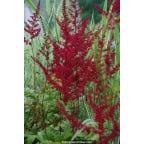 ASTILBE x arendsii 'Glüt' ASTILBE x arendsii 'Glüt'